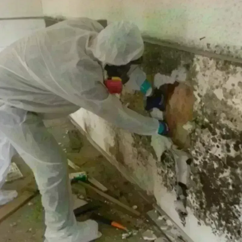 Mold Remediation and Removal in Putnam, CT